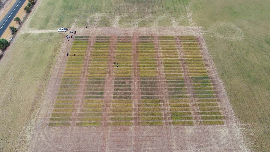 An aerial view of linseed trials in Wagin, WA. PHOTO Dr Bronwyn Copestake