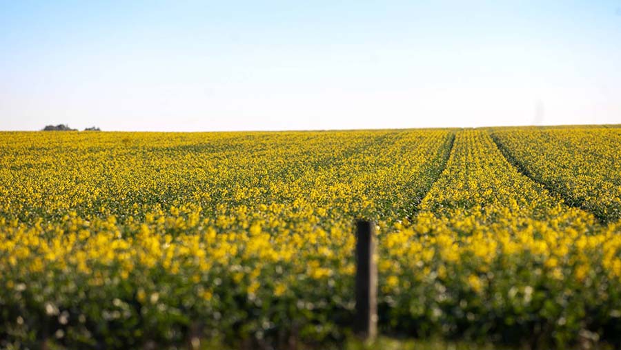 Several canola varieties can grow roots down the soil profile at a rate of about two centimetres per day from sowing to flowering. PHOTO GRDC