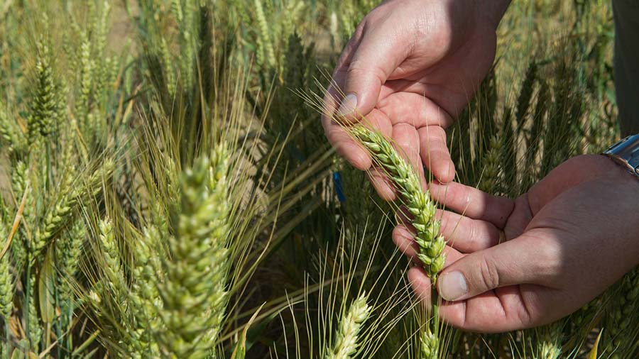 Genetic diversity in energy use efficiency has been detected in a wheat. PHOTO Lannon Harley, ANU