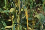 New rust pathotype puts pressure on durum wheat varieties