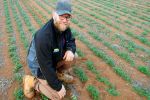 Versatile vetch a winner for Murray Plains mixed farmer
