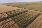 Better, faster, smarter crop variety data for nation’s grain growers