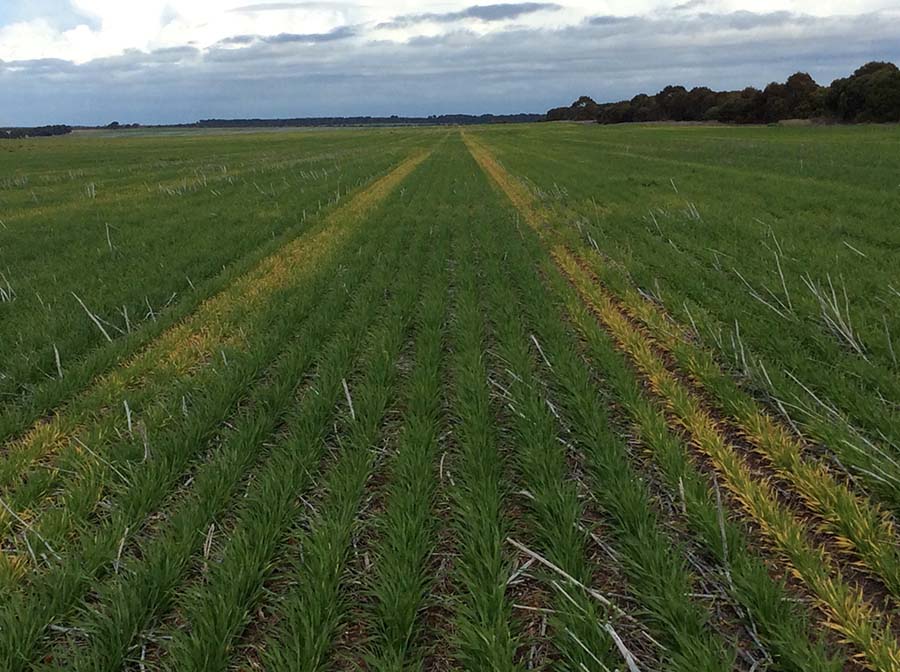 Waterlogged tramlines