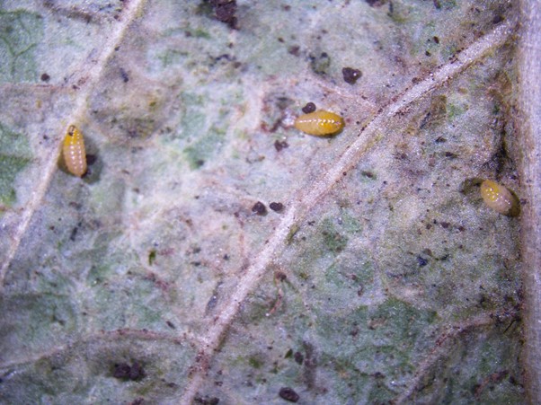 Leafminer pupae