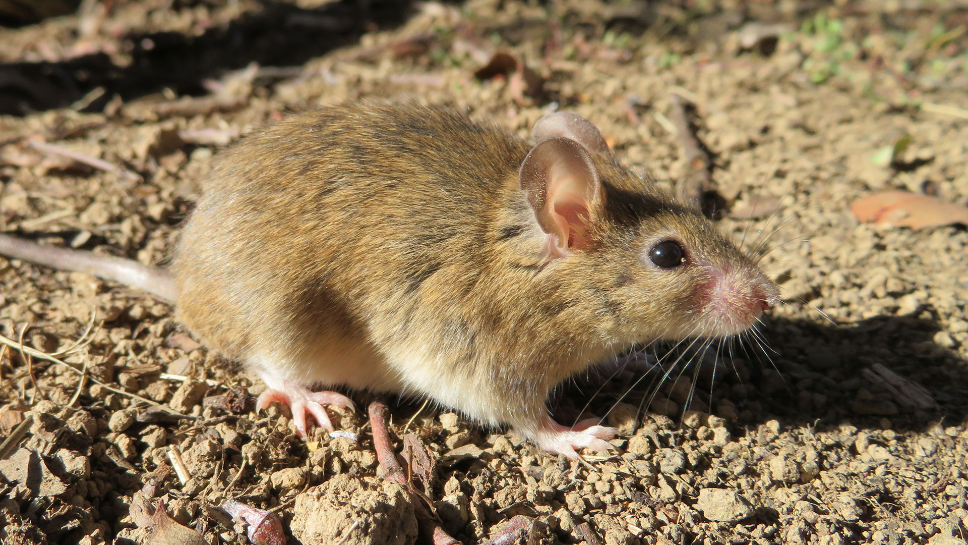 Lessons learned from last plague help hone mouse strategy | Groundcover