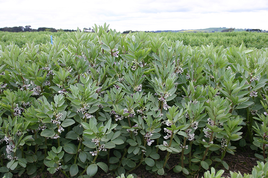 picture of healthy green faba beans