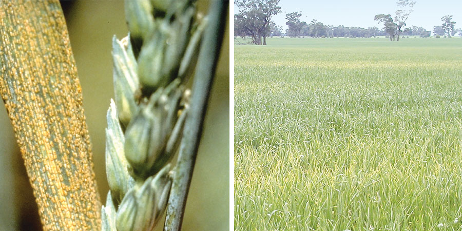 close up of yellow spores on leave and a green open field of crops