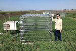 Yield advantages with new chickpea heat tolerance traits