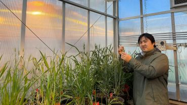 New ways to select for heat tolerance in wheat