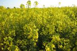 Adding value to Australia's canola industry