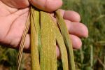 Early detections point to challenging year for stripe rust if favourable weather conditions persist