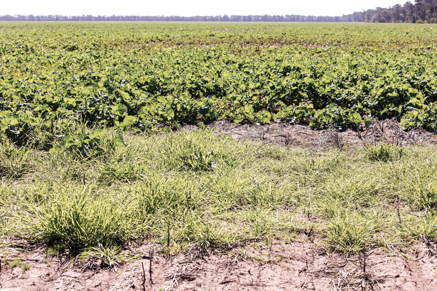 field showing melon holes