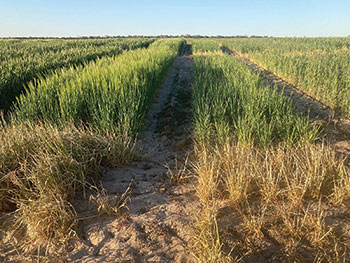 Barley trial site.