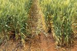 Gravel mulches outperform gypsum and ripping in trials