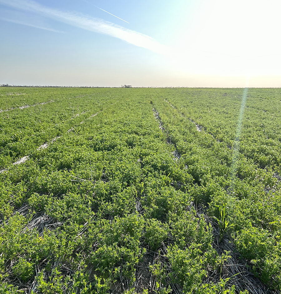 Field of green plants and blue sky
