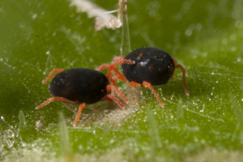 Redlegged earth mite