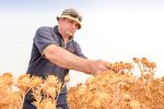 Growers put deep-rooted break crop on trial in New South Wales and Victoria