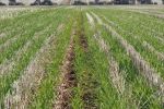 Crop competition a key to suppressing weeds in Victoria's HRZs