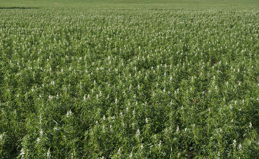 Grain lupin crops are well suited to the deep, acid sandy soils found across many areas of WA and are particularly common in the northern zones.