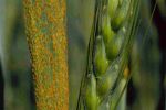 New study shows 31 pests and pathogens cause wheat cropping losses