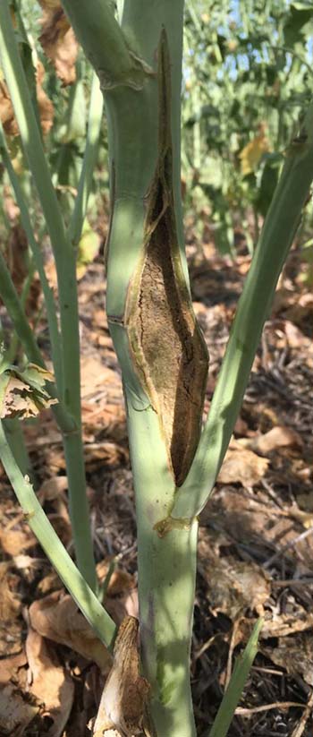 Frost may cause canola stems to split allowing blackleg spores to enter plants later in the season. PHOTO Susie Sprague