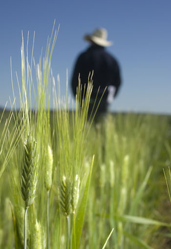 A report has uncovered a significant fall in the number of people employed in grains production in recent years