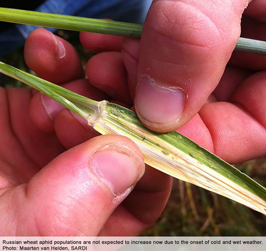 Russian wheat aphids