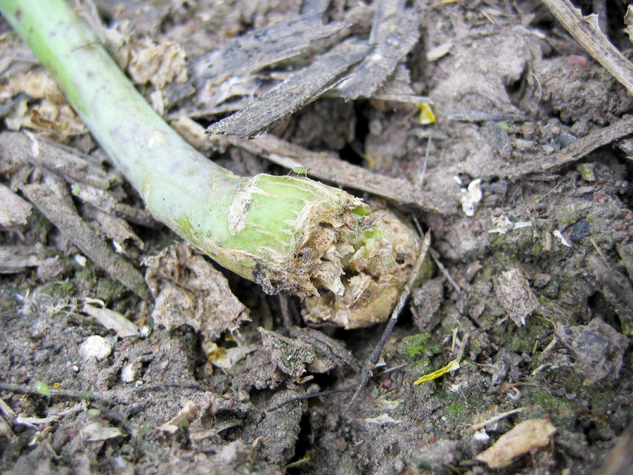 blackleg on canola