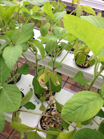 soybean varieties in the glasshouse at Gatton