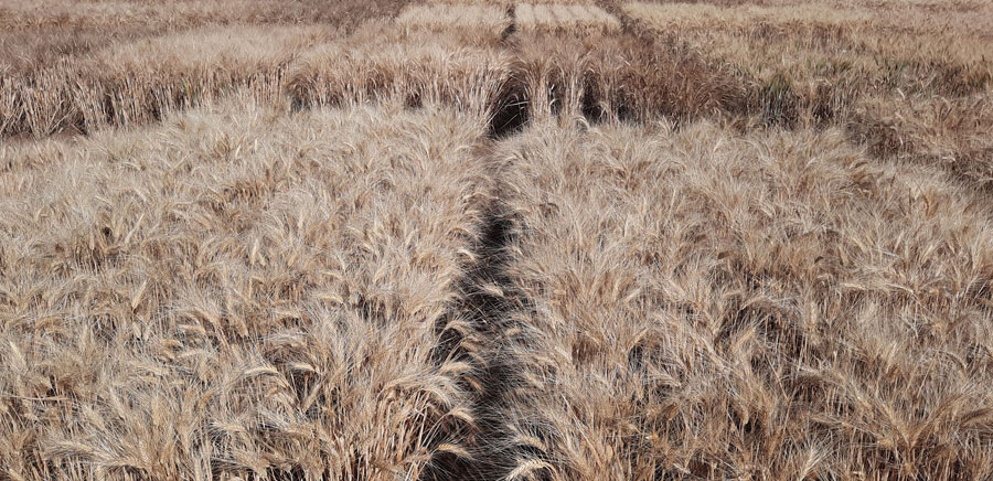 durum wheat plots
