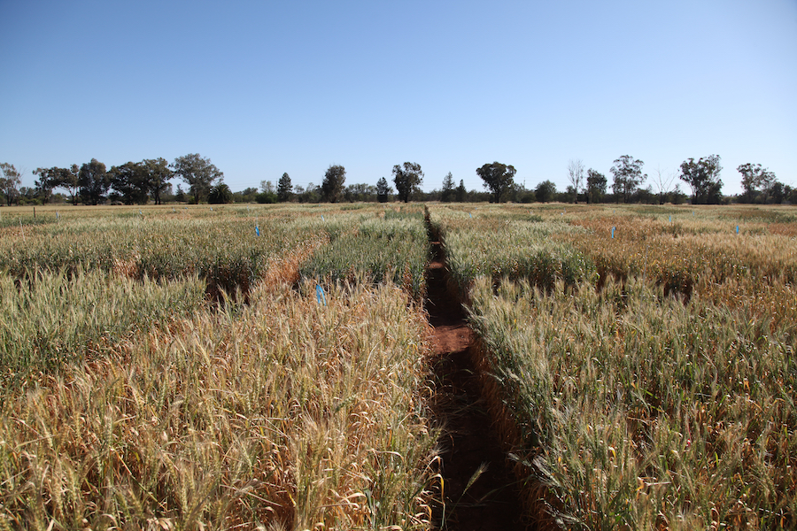 drought tolerant wheat trial