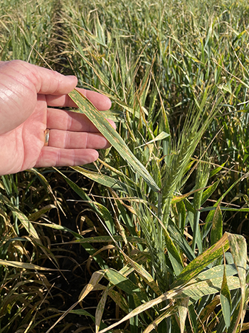 stripe rust in coolah wheat