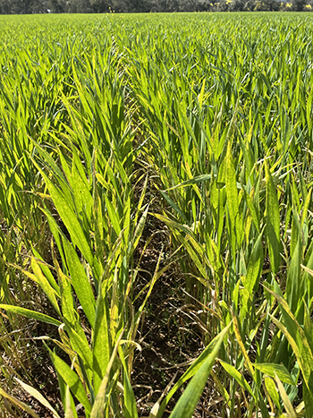 stripe rust in Catapult