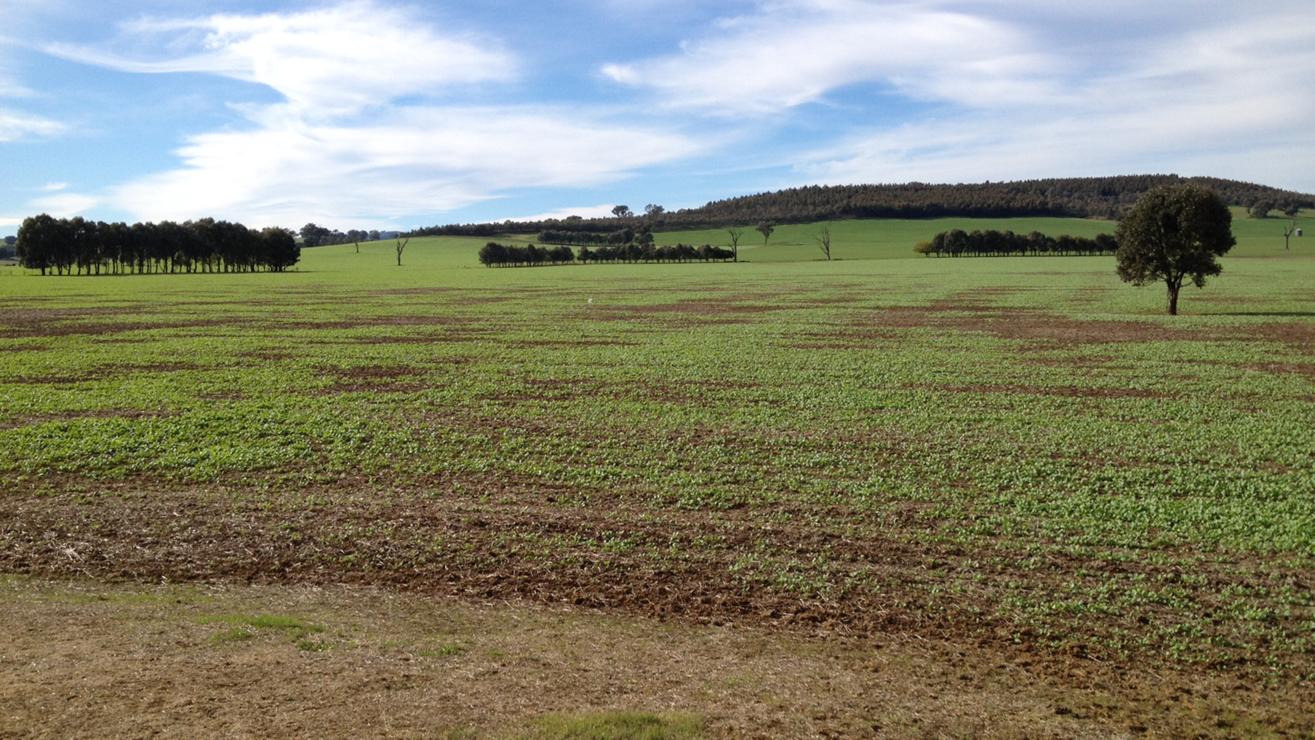 Spring Slug Numbers Key To Next Year S Crop Risk Groundcover   G165001 Cn Slug Risk 1920px Canola Damage Following Wheat 