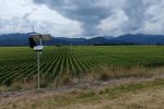 Automated detection takes guesswork from fungicide response 