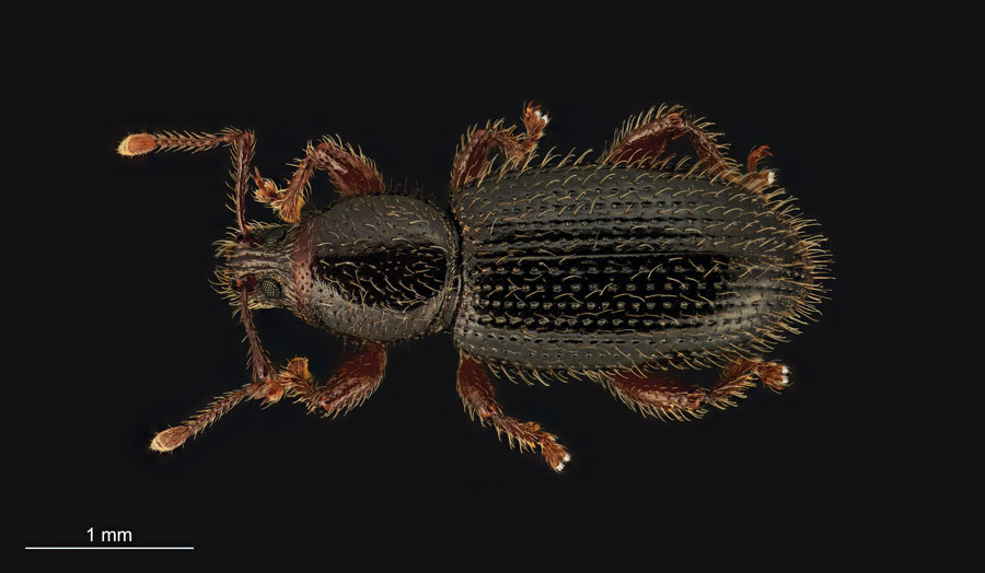 Dongara weevil