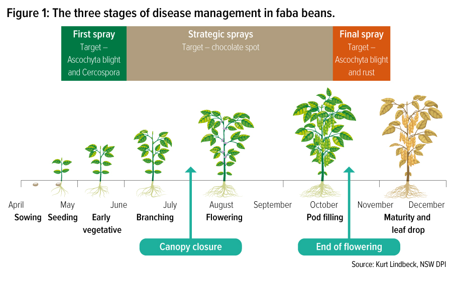 A diagram showing the main critical periods for faba bean disease management