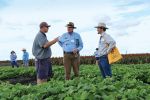 Testing for nematodes just as important as nutrients