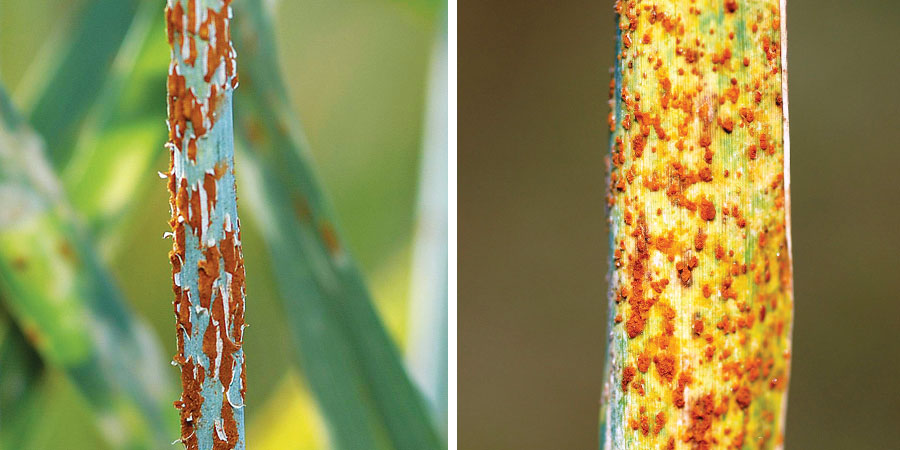 orange coloured spoers on leaves and plants