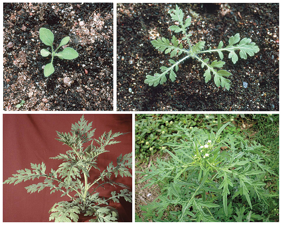 Typical growth stages of parthenium, from seedling to mature plant.