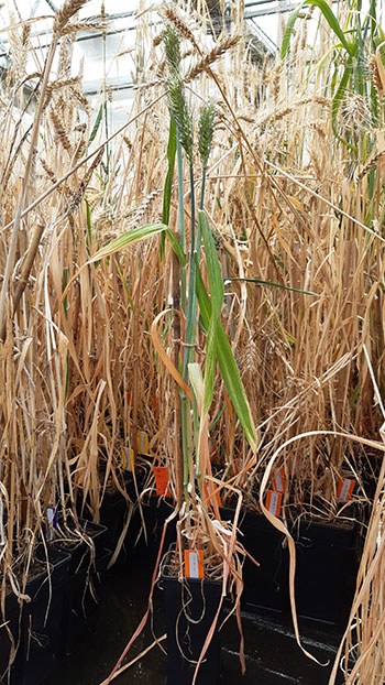 wheat plant