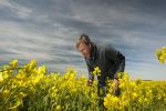 Mitigating the impact of blackleg in canola