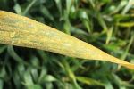 Supporting long-term control of cereal rusts