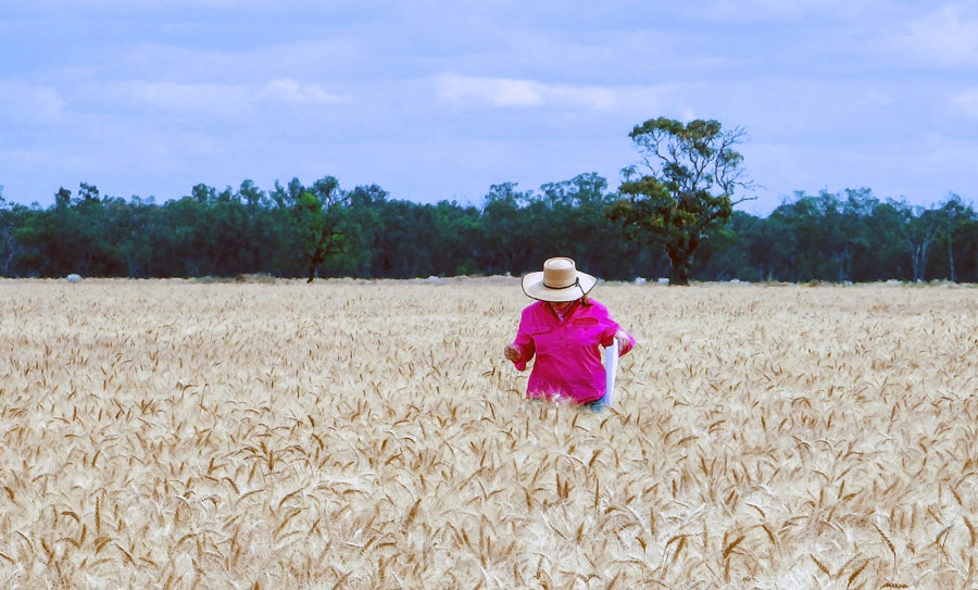 woman in pink shirt in a field of golden whear