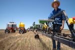 High-tech robotics and old-tech sheep lessen weeds and worries