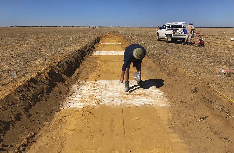 The trial at Kalannie, WA (adjacent to the Lime x Gypsum OnFarm trial described above) comprised five soil amelioration treatments: an untreated control and four treatments involving either removal of compaction only, or removal of both compaction and acidity using three lime rates 1.5t/ha incorporated to 10cm, 4.5t/ha to 30cm and 6t/ha to 45cm. PHOTO DPIRD