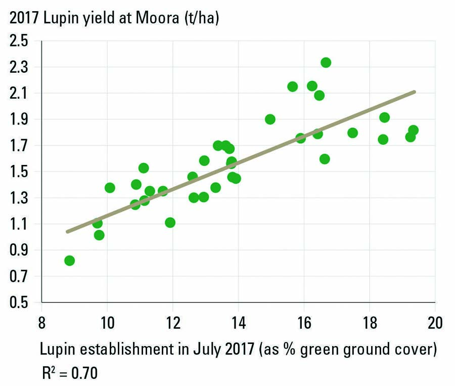 FIGURE 1 Early plant establishment was the major factor contributing to grain yield of lupins in the drier-than-usual 2017 season at a research site in the medium-rainfall region of Western Australia. SOURCE DPIRD