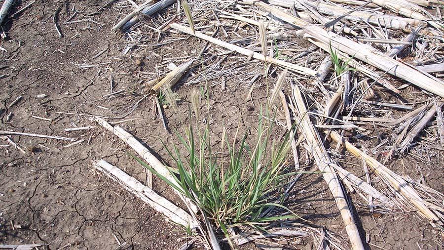 Advice is for growers to ideally only apply Group A herbicides to small feathertop Rhodes grass plants. Another option is cultivation for bigger plants. PHOTO Mark Congreve, ICAN