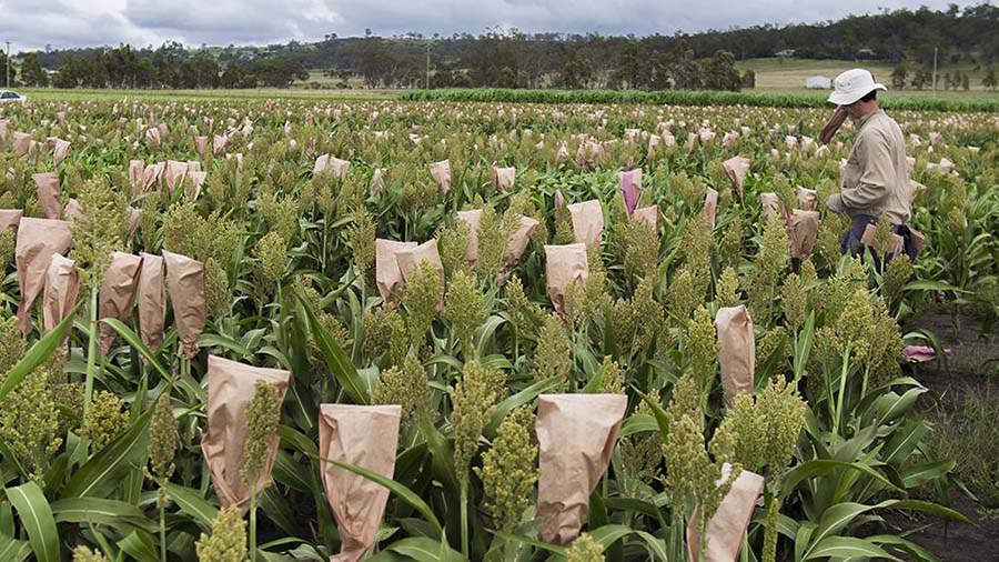 Bags for collecting seed are attached to about 20,000 hybrid sorghum plants each year as part of pre-breeding trials across Queensland and New South Wales. PHOTO QAAFI