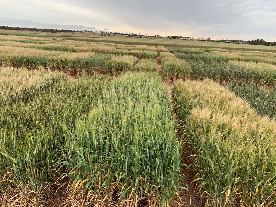 New acid soil tolerant barley lines lacking blue aleurone are performing well in 2019 field trials. PHOTO Murdoch University